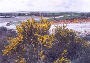 Aliaga