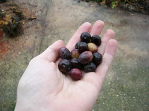 El fruto del olivo