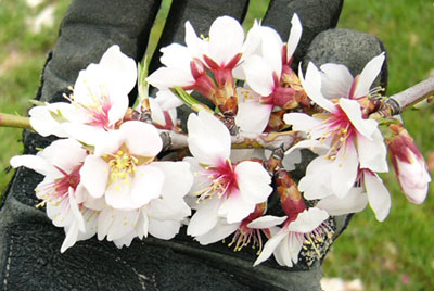 Almendros en flor