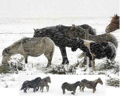 Nieve