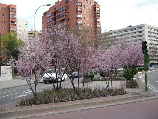 Árboles en flor