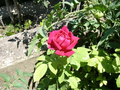 Flores para tod@s.....