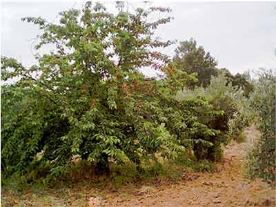Cerezos
