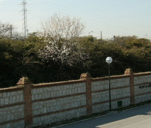 Almendros en flor