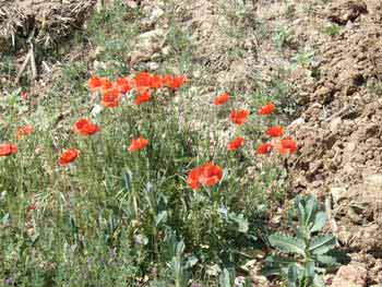 Amapolas para mi hadita