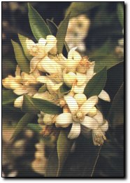 La flor del azahar