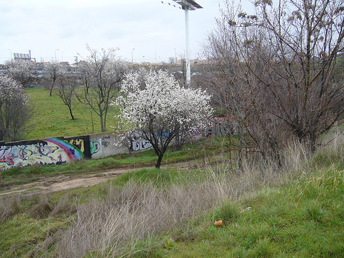 Almendros en flor