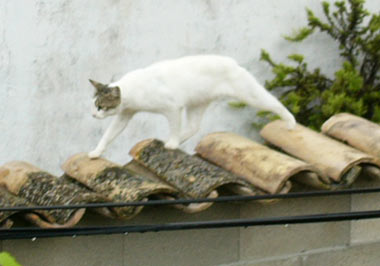 Gatos