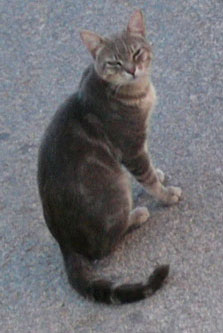 Me pareció ver un lindo gatito..