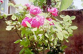 Flores para tod@s