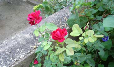 Las últimas rosas del verano
