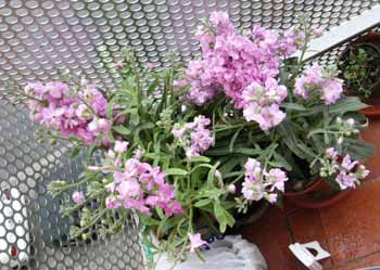 Yo tambien te regalo flores